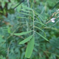 Tephrosia noctiflora Bojer ex Baker